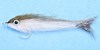 Realistic EP Finger Mullet fly for fly fishing saltwater predators, designed to mimic juvenile mullet.