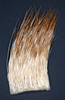 Patch of peccary hair that has been bleached