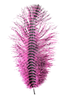 MFC Barred Ostrich Plume Fuchsia BLack color