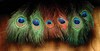 Peacock Eyes