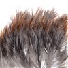 Whiting Farms Coq de Leon feathers - perfect for large dry fly hackle in stock