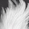 Whiting Farms Coq de Leon feathers - world’s finest for large dry fly hackle