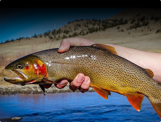 How to Choose the Best Fly Rod for Pacific Salmon - Trident Fly Fishing
